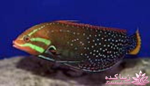 دنیای زیر آب